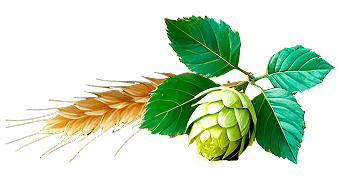 Хмель и ячмень Новобирилюсское